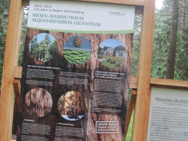 Informationstafel Mammutbaum
